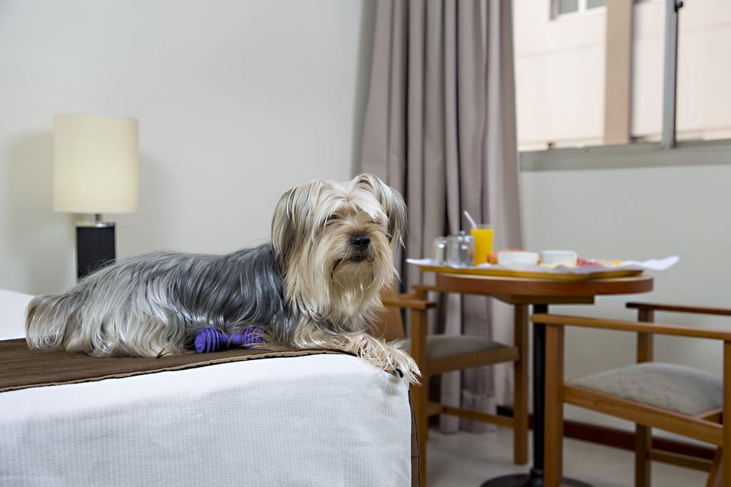 Stream Palace Hotel (Adults Only) Ribeirão Preto Dış mekan fotoğraf